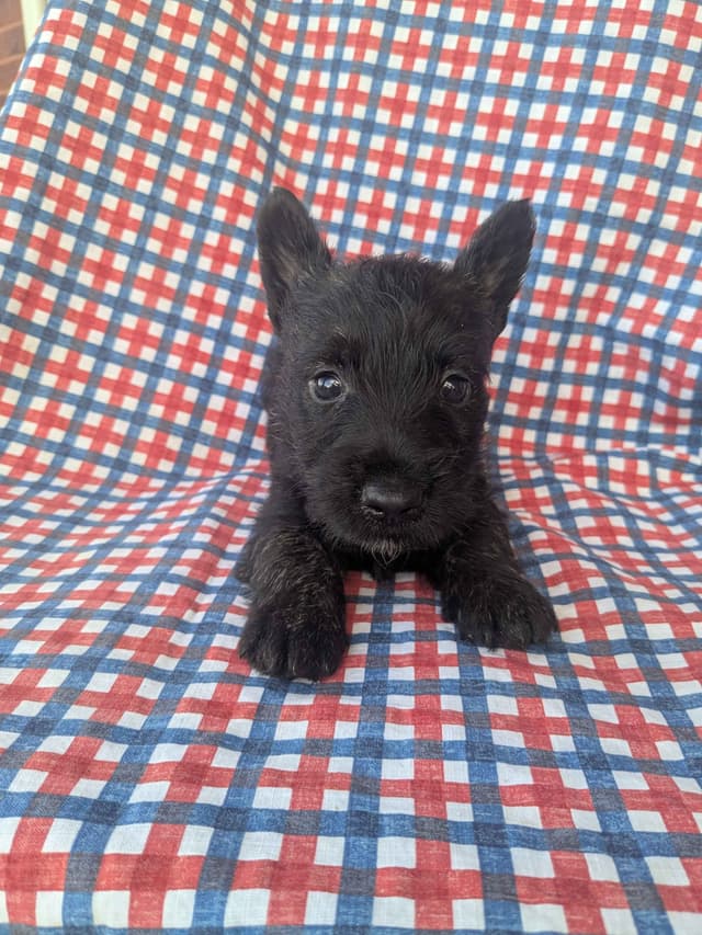 Scottish Terrier Puppies media 9