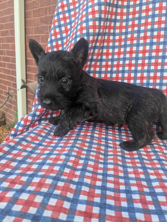 Scottish Terrier Puppies media 12