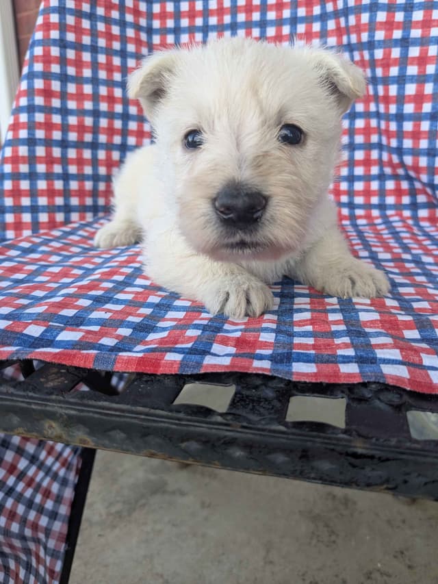Scottish Terrier Puppies media 11