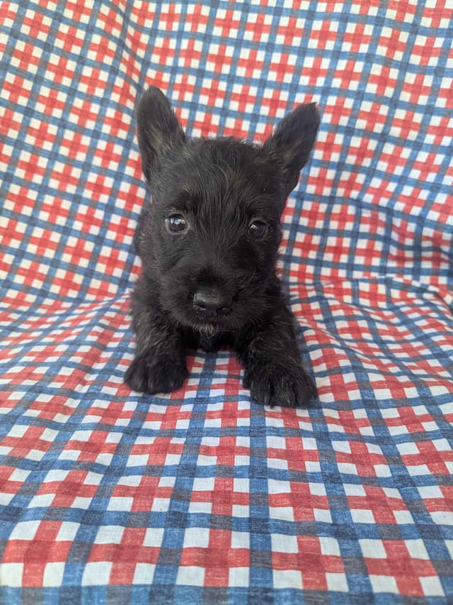 Scottish Terrier Puppies media 13
