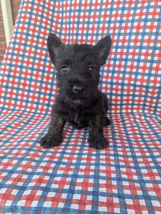 Scottish Terrier Puppies media 15