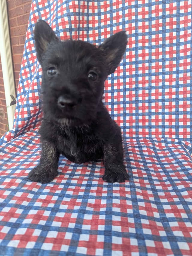 Scottish Terrier Puppies media 14