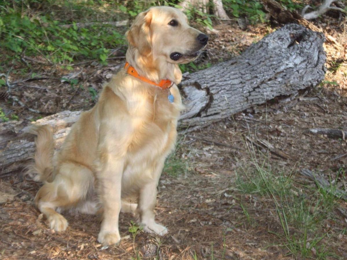 Golden Retriever Puppies breeder image 1