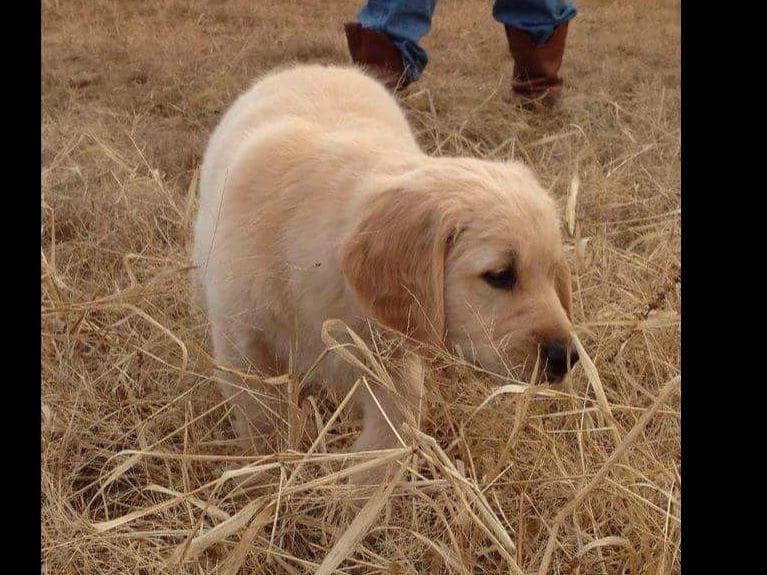 Golden Retriever Puppies breeder image 6