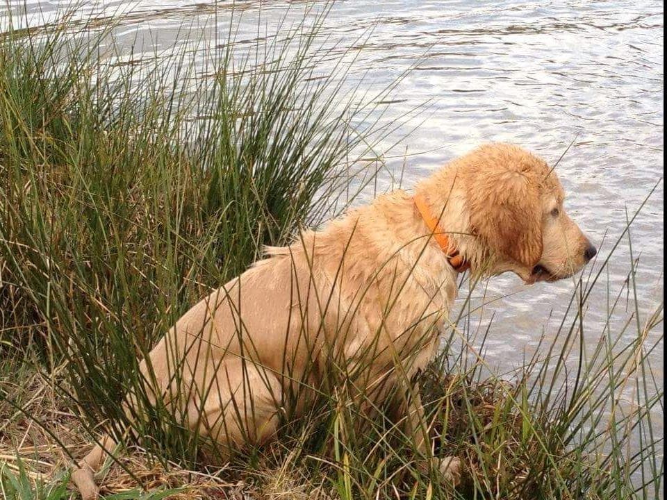 Golden Retriever Puppies breeder image 7