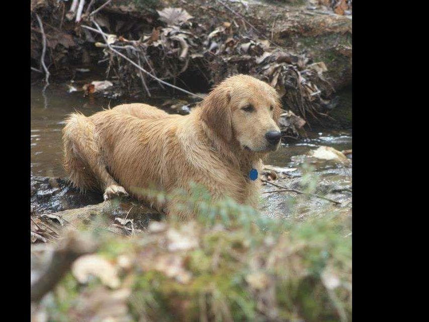 Golden Retriever Puppies breeder image 8