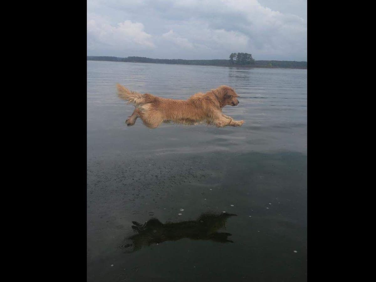 Golden Retriever Puppies breeder image 10