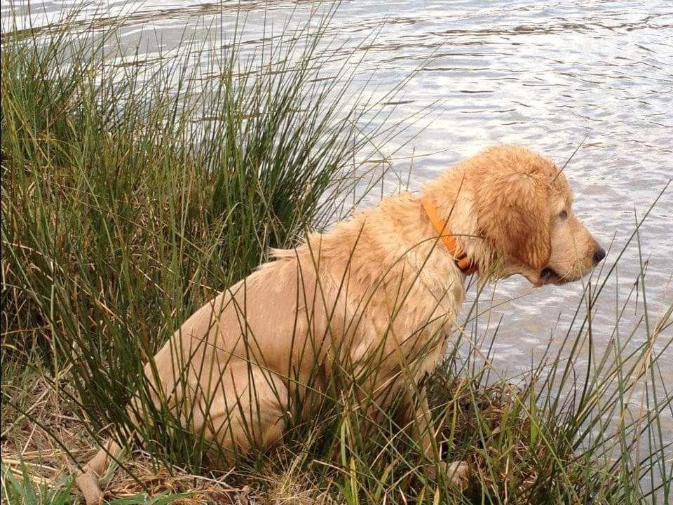 Golden Retriever Puppies breeder image 11