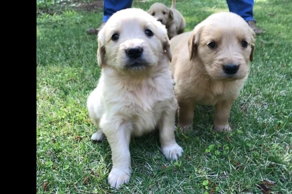 Golden Retriever Puppies breeder image 5