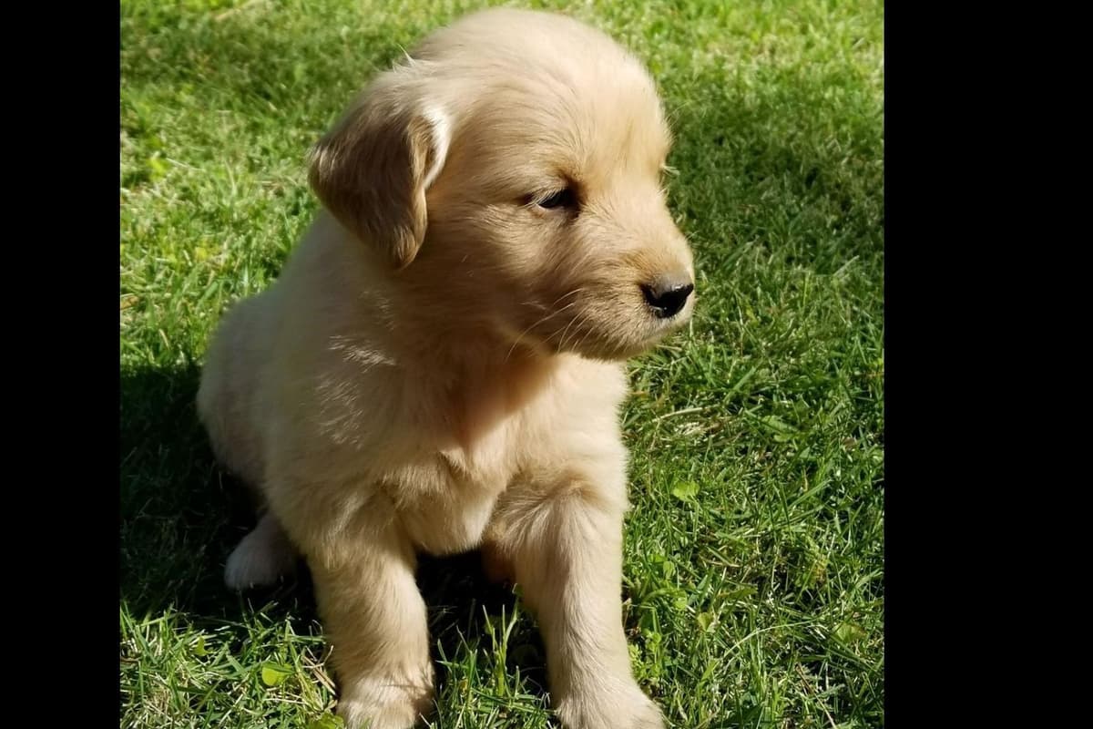 Golden Retriever Puppies breeder image 4