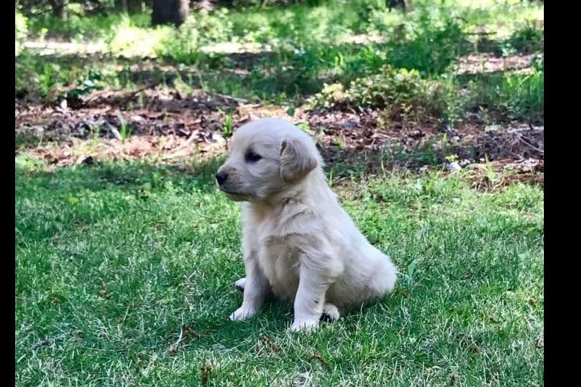 Golden Retriever Puppies breeder image 3