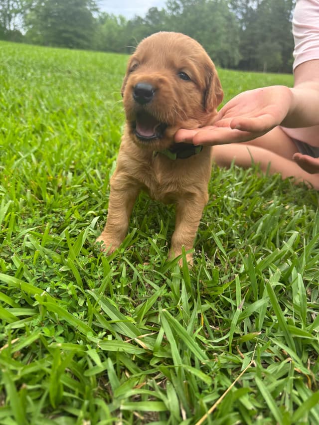 Golden Retriever Puppies media 2