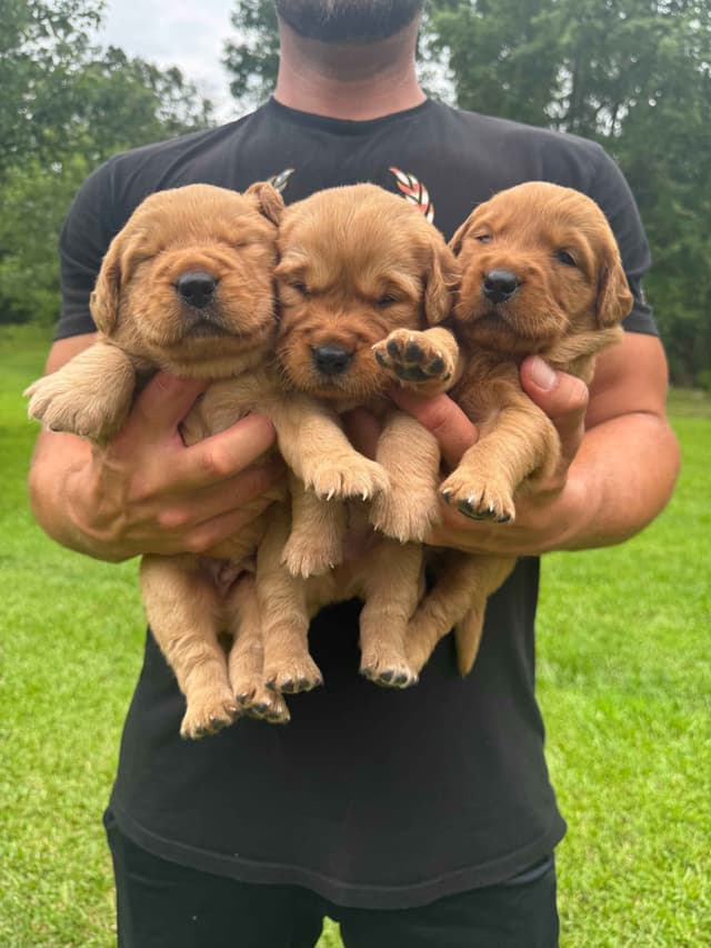 Golden Retriever Puppies media 3