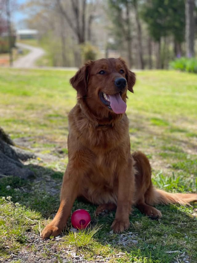 Golden Retriever Puppies media 5