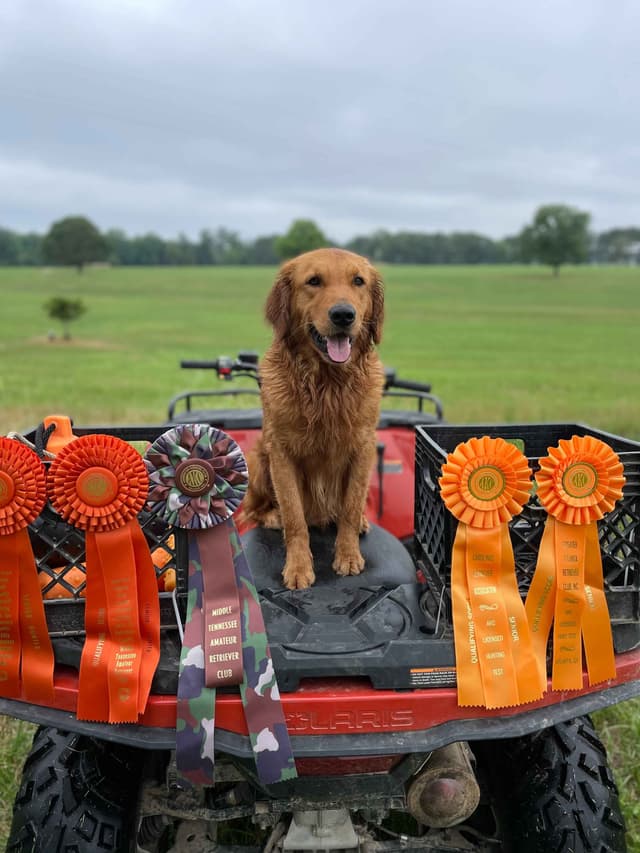 Golden Retriever Puppies media 6