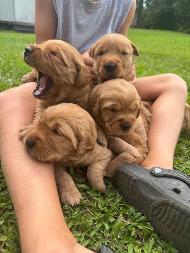 Golden Retriever Puppies media 8