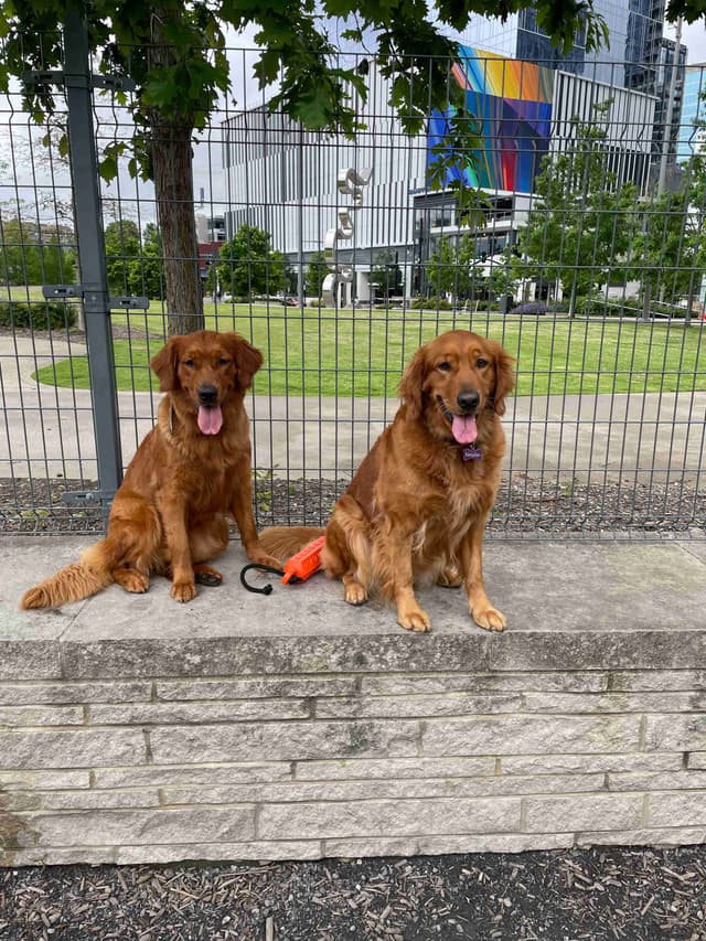 Golden Retriever Puppies media 9