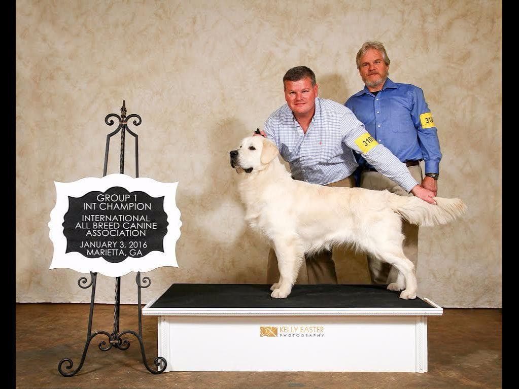 *New Litter DOB 3/19/26 * Pride x Luna puppies available 5/26 breeder image 7