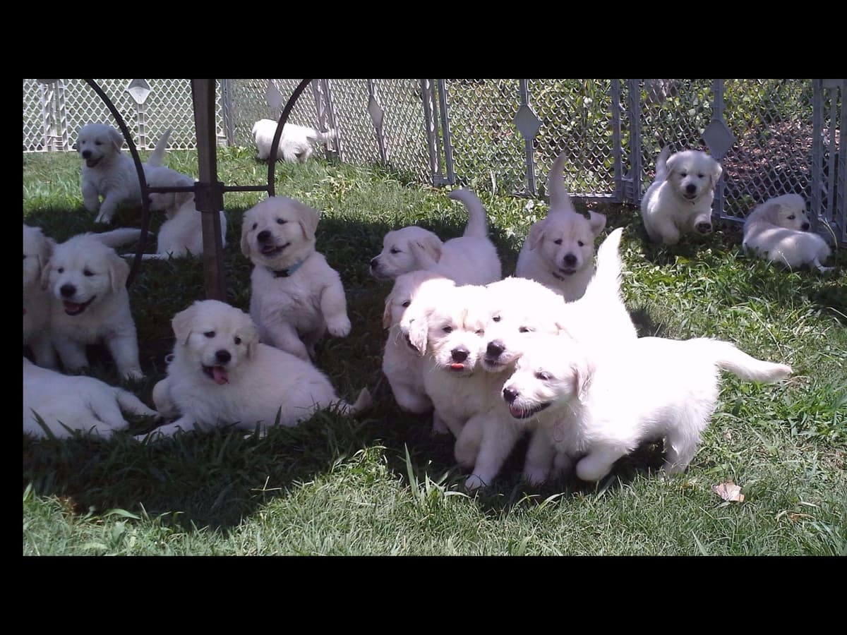 *New Litter DOB 3/19/26 * Pride x Luna puppies available 5/26 breeder image 1