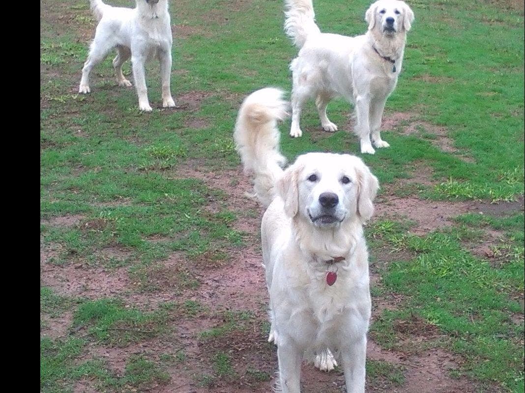 *New Litter DOB 3/19/26 * Pride x Luna puppies available 5/26 breeder image 12