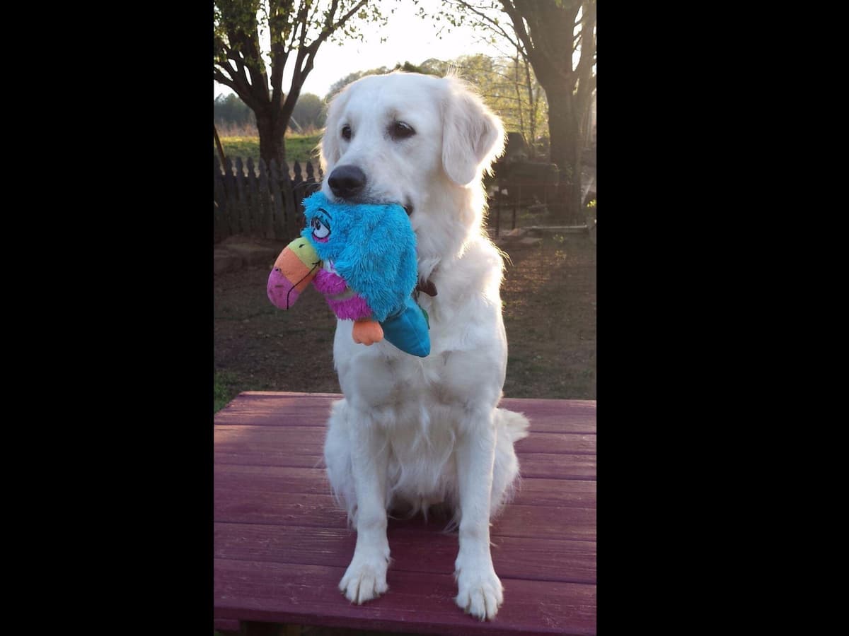 *New Litter DOB 3/19/26 * Pride x Luna puppies available 5/26 breeder image 11