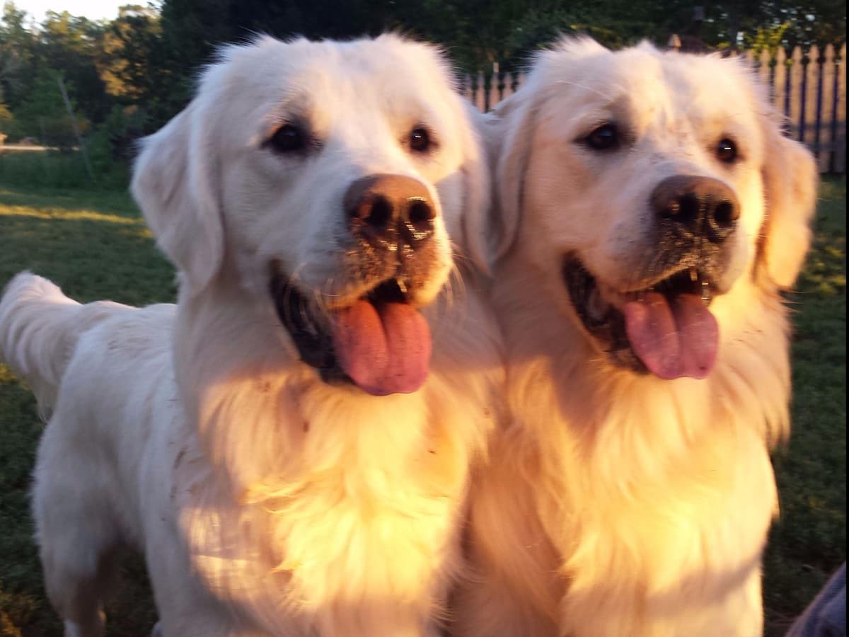 *New Litter DOB 3/19/26 * Pride x Luna puppies available 5/26 breeder image 3
