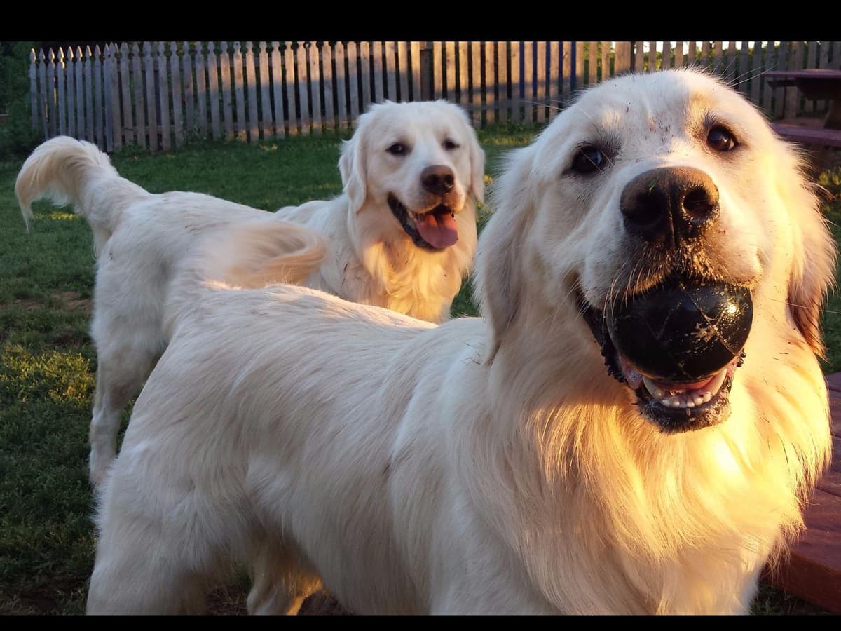 *New Litter DOB 3/19/26 * Pride x Luna puppies available 5/26 breeder image 14