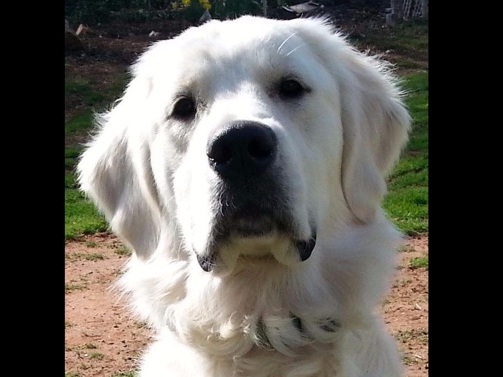 *New Litter DOB 3/19/26 * Pride x Luna puppies available 5/26 breeder image 5