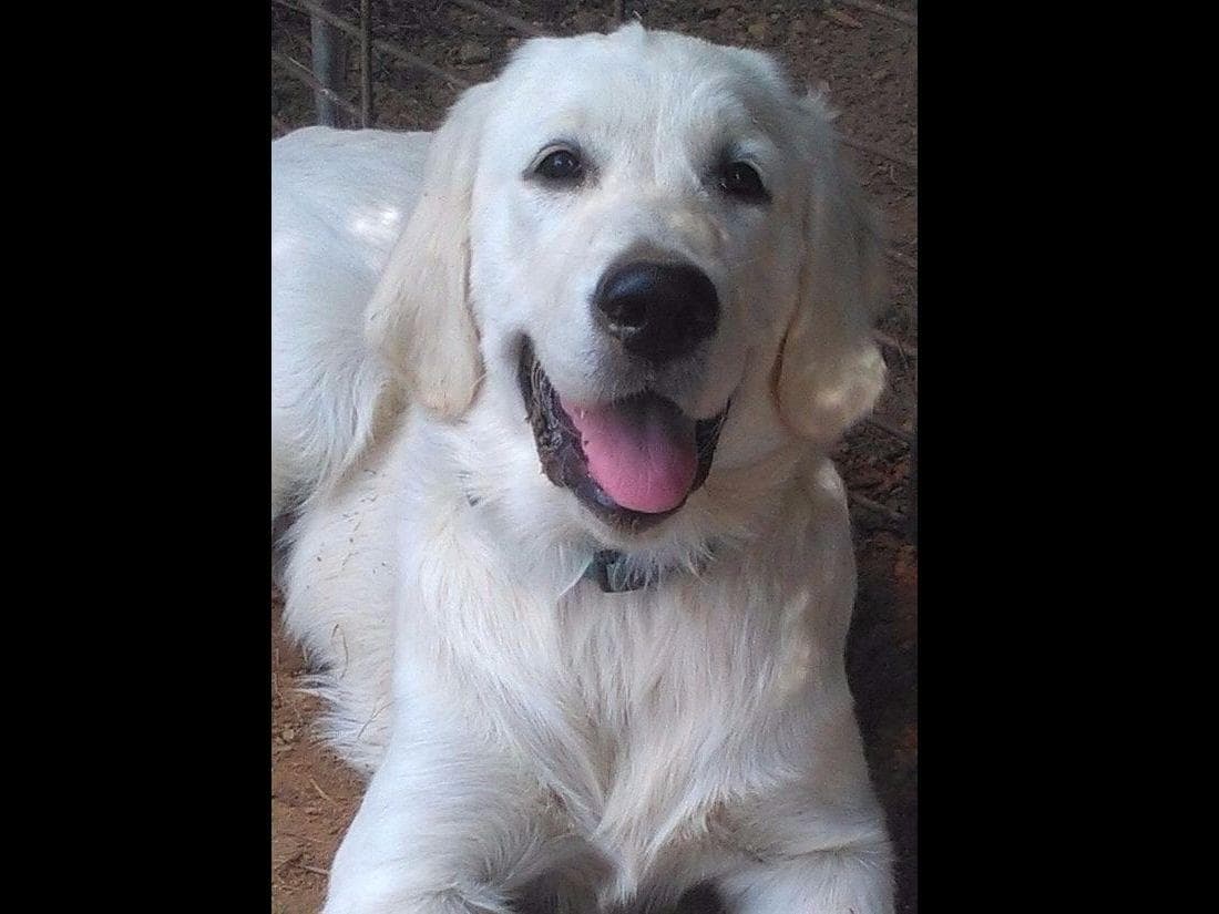 *New Litter DOB 3/19/26 * Pride x Luna puppies available 5/26 breeder image 15