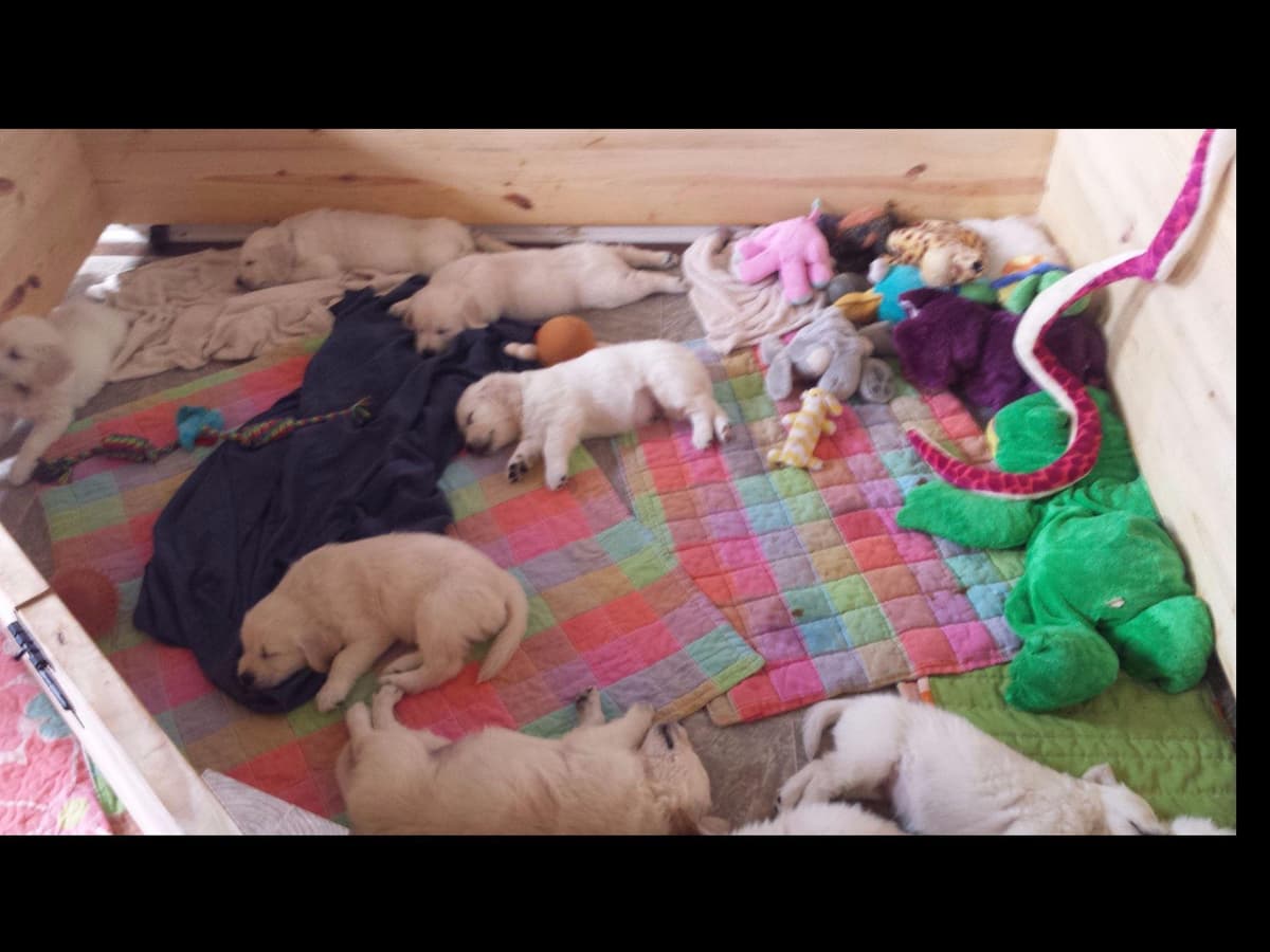 *New Litter DOB 3/19/26 * Pride x Luna puppies available 5/26 breeder image 16