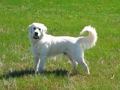 *New Litter DOB 3/19/26 * Pride x Luna puppies available 5/26 breeder image 17