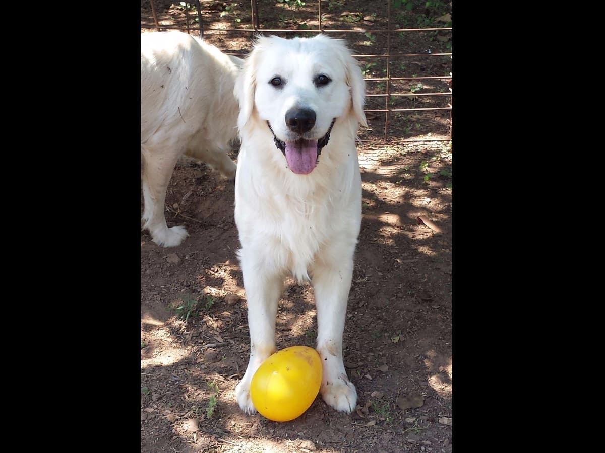 *New Litter DOB 3/19/26 * Pride x Luna puppies available 5/26 breeder image 18