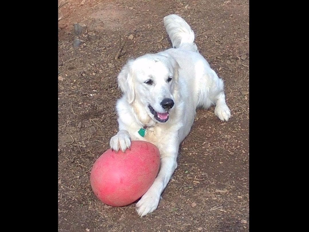 *New Litter DOB 3/19/26 * Pride x Luna puppies available 5/26 breeder image 19