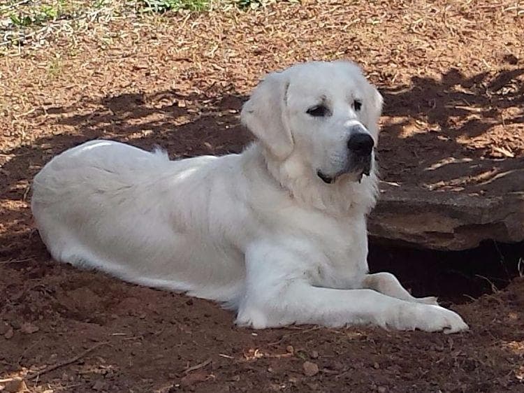*New Litter DOB 3/19/26 * Pride x Luna puppies available 5/26 breeder image 6