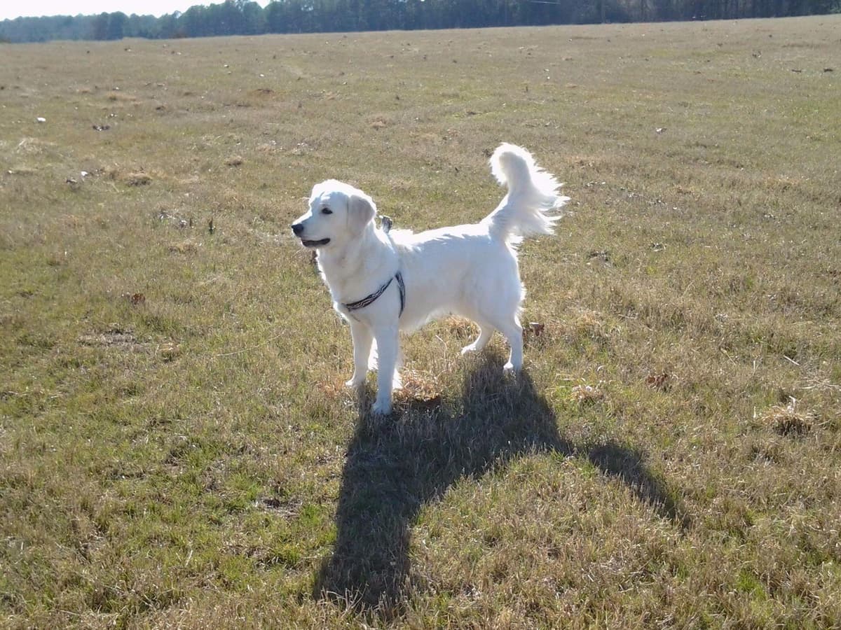 *New Litter DOB 3/19/26 * Pride x Luna puppies available 5/26 breeder image 20