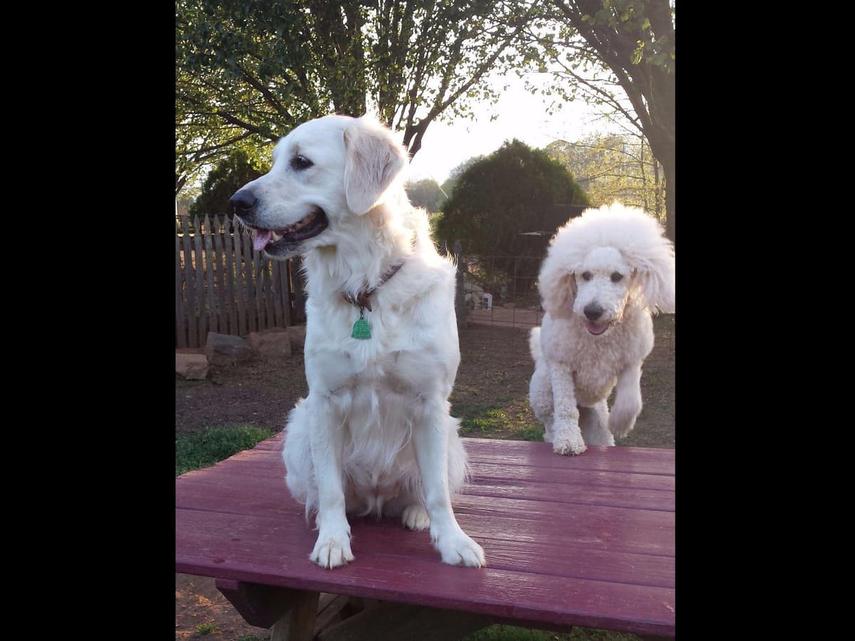 *New Litter DOB 3/19/26 * Pride x Luna puppies available 5/26 breeder image 21