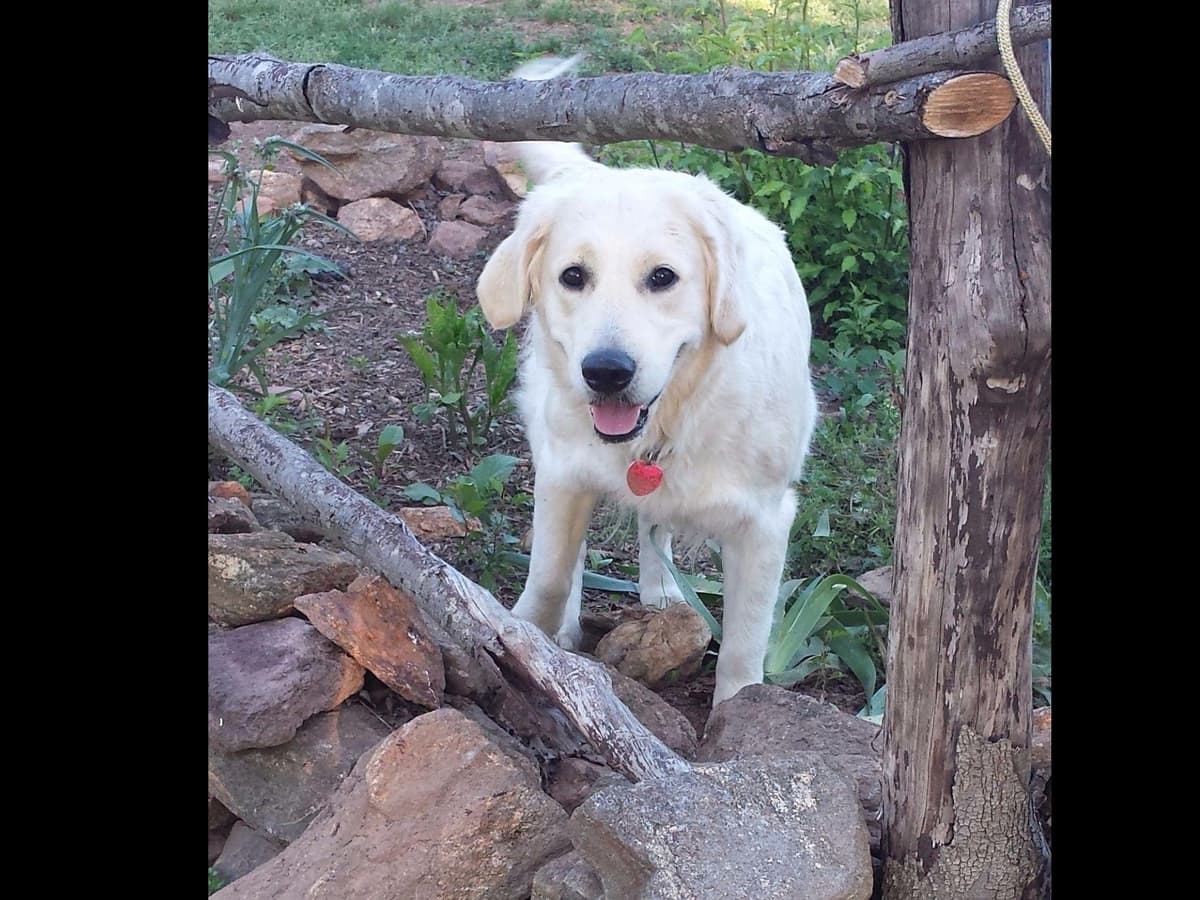 *New Litter DOB 3/19/26 * Pride x Luna puppies available 5/26 breeder image 23