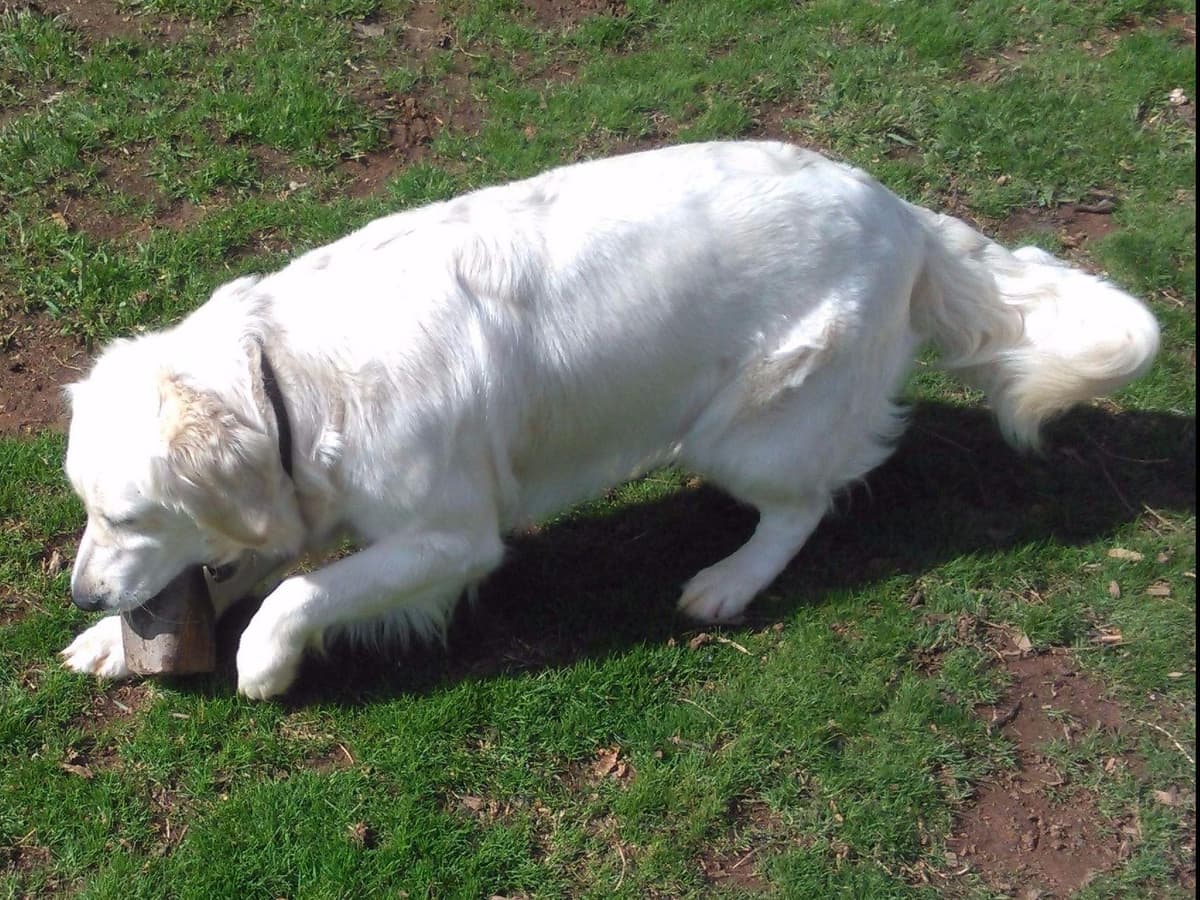 *New Litter DOB 3/19/26 * Pride x Luna puppies available 5/26 breeder image 24