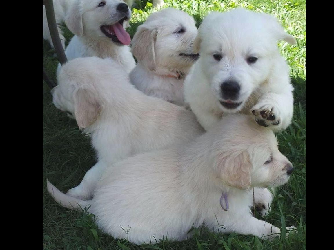*New Litter DOB 3/19/26 * Pride x Luna puppies available 5/26 breeder image 26