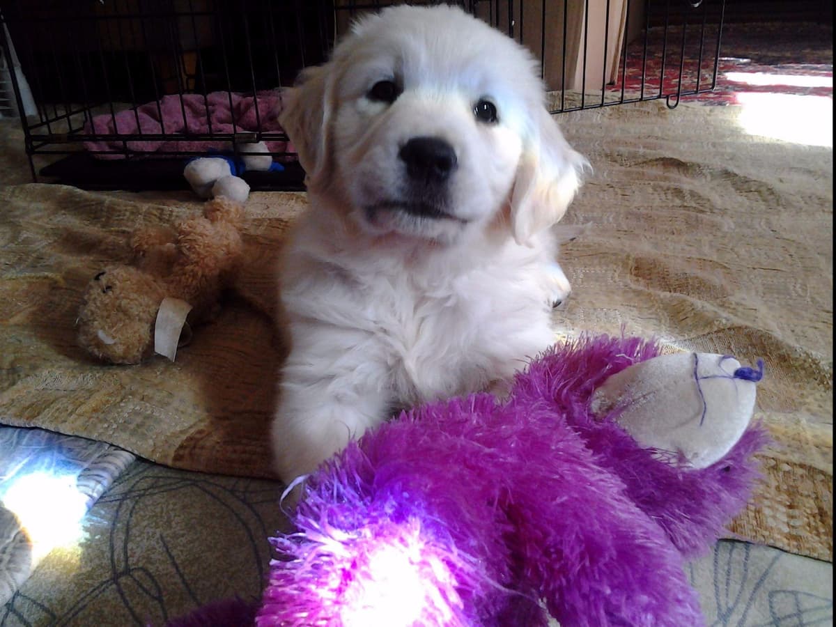 *New Litter DOB 3/19/26 * Pride x Luna puppies available 5/26 breeder image 27