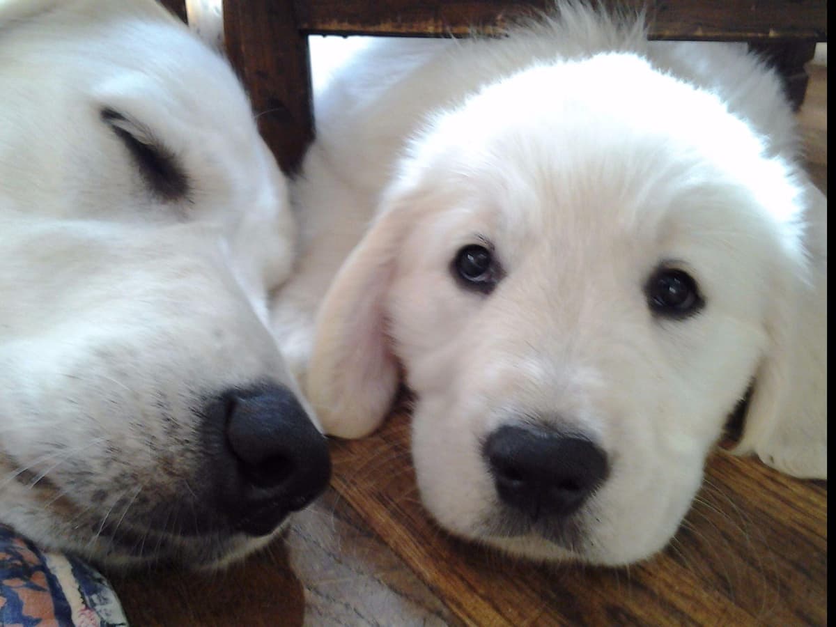 *New Litter DOB 3/19/26 * Pride x Luna puppies available 5/26 breeder image 28