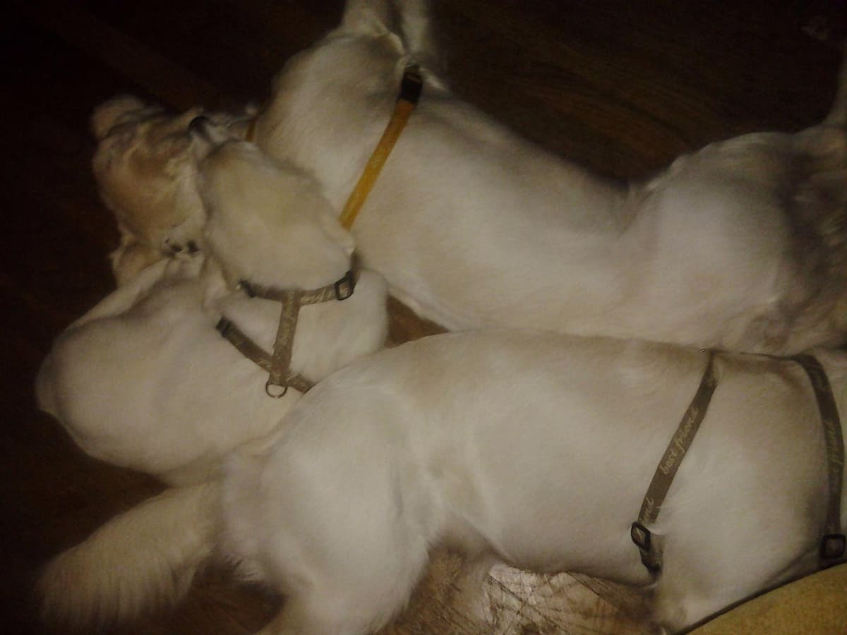*New Litter DOB 3/19/26 * Pride x Luna puppies available 5/26 breeder image 31