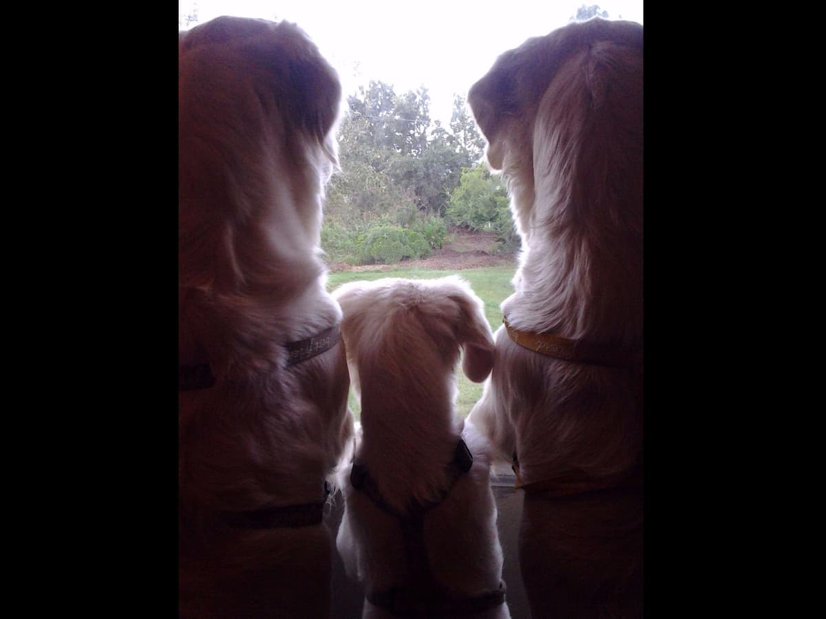 *New Litter DOB 3/19/26 * Pride x Luna puppies available 5/26 breeder image 32