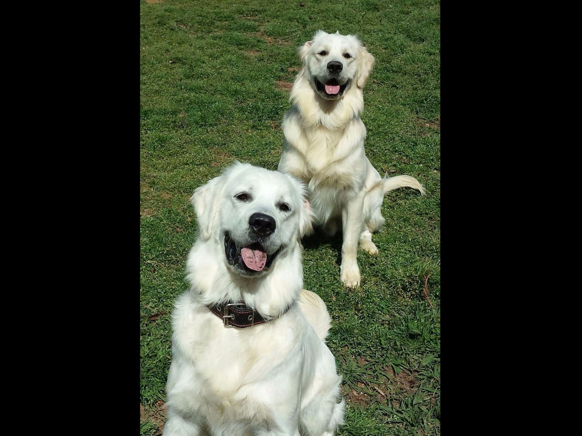 *New Litter DOB 3/19/26 * Pride x Luna puppies available 5/26 breeder image 33