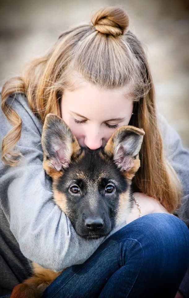 German Shepherd Dog Puppies breeder image 2