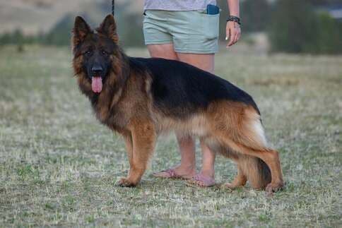 German Shepherd Dog Puppies breeder image 8