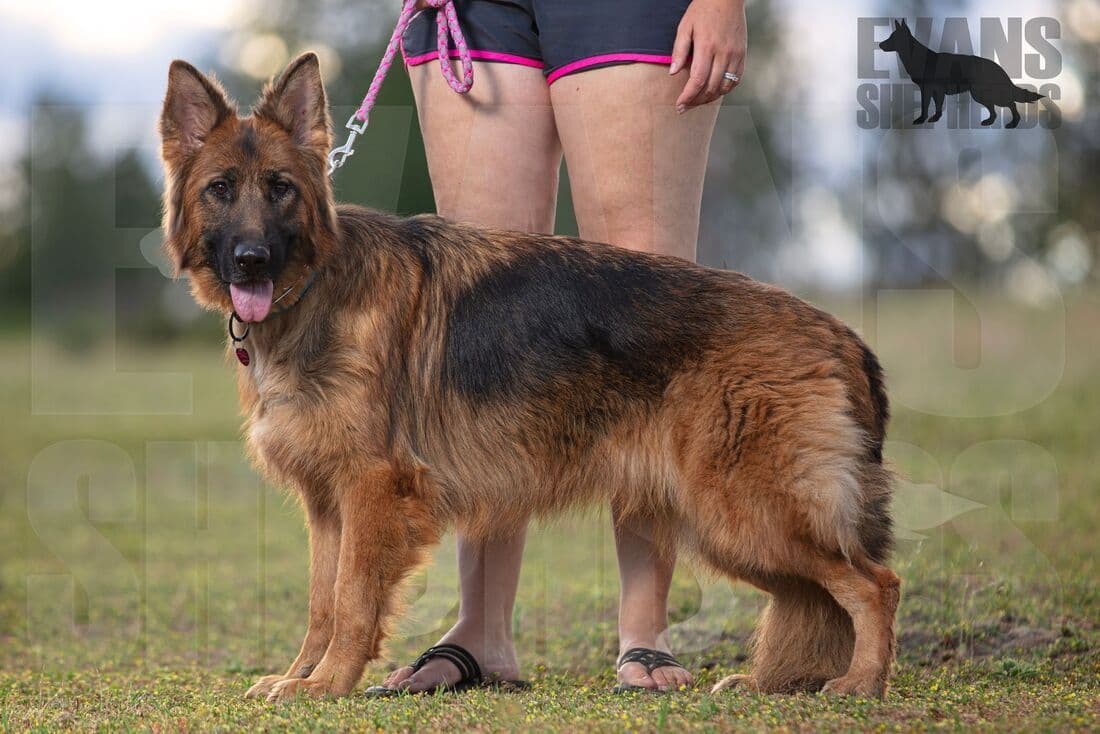 German Shepherd Dog Puppies breeder image 9