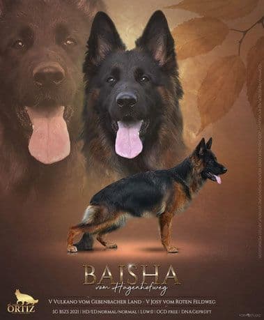 German Shepherd Dog Puppies breeder image 10