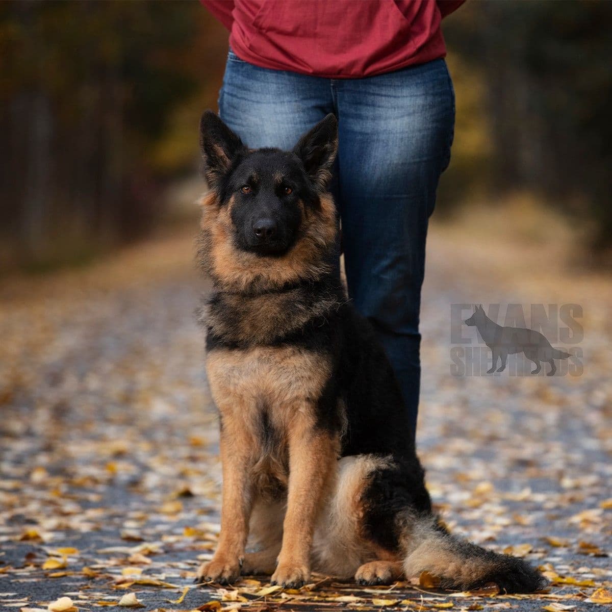 German Shepherd Dog Puppies breeder image 11
