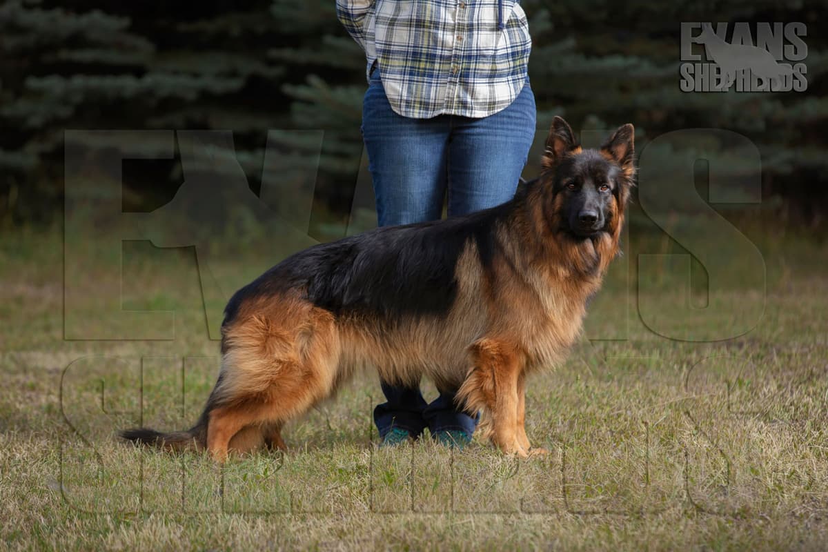 German Shepherd Dog Puppies breeder image 13